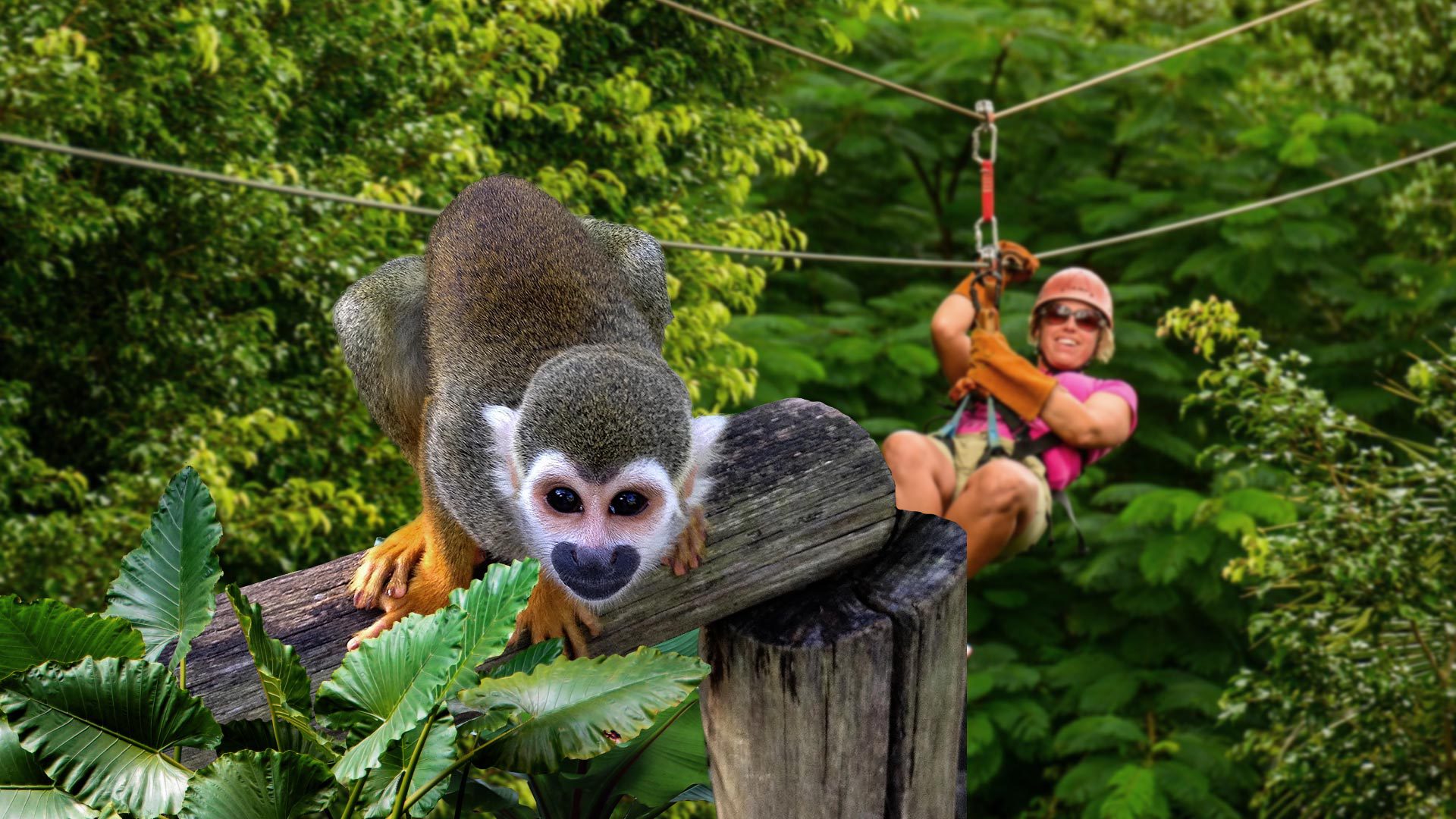 24-SEP-18_monkeylandzipline_img_02