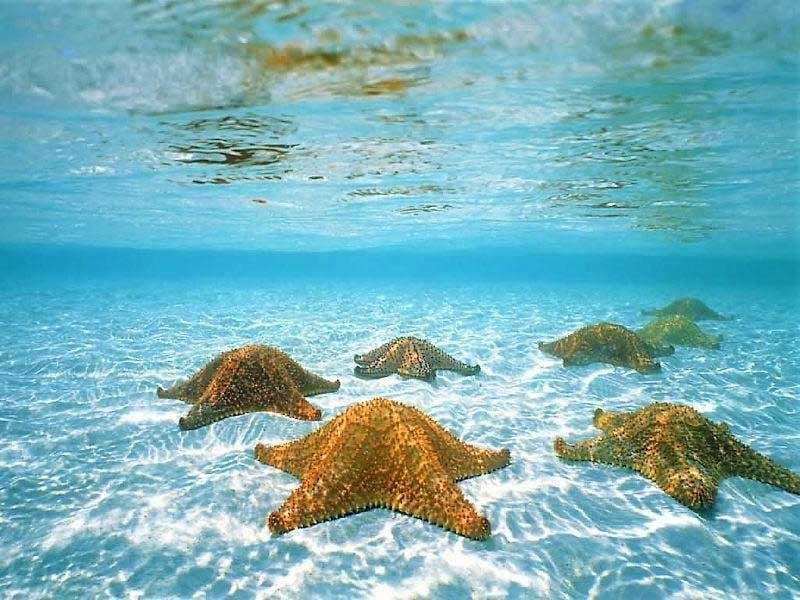 estrellas-mar-caribe